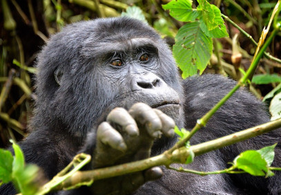 8 Days Uganda Chimpanzee & Gorilla Experience