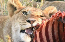 12-Day Explore Kenya Safari