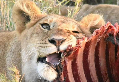12-Day Explore Kenya Safari