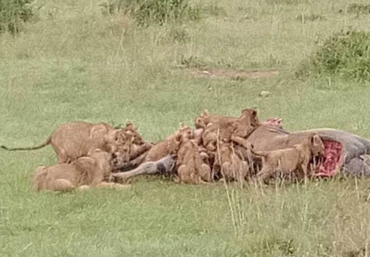 4-Day Masai Mara & Lake Nakuru Mid Range Tour