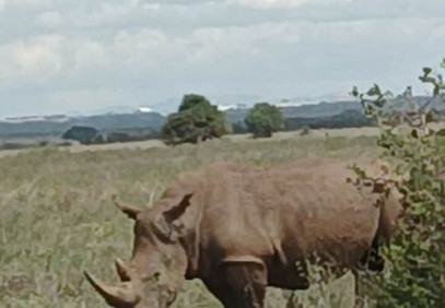 5-Day Lake Naivasha, Lake Nakuru & Mara Safari