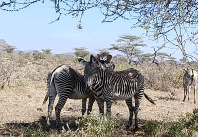 4-Day Masai Mara & Lake Naivasha Budget Safari