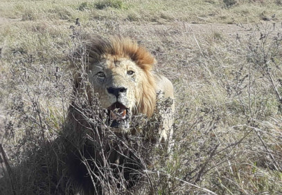 6 Days Wildebeest Migration Safari