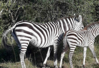 3 Days Samburu Fly-in Safari