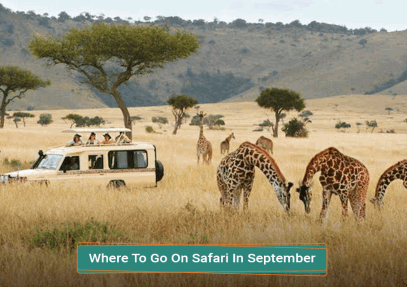 Where To Go On Safari In September