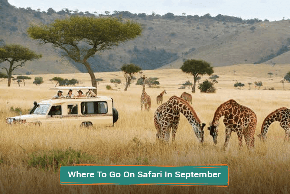 Where To Go On Safari In September