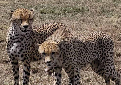 4-Day Budget Camping Safari