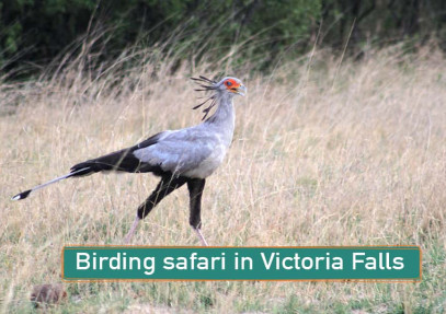 Birding Safari in Victoria Falls