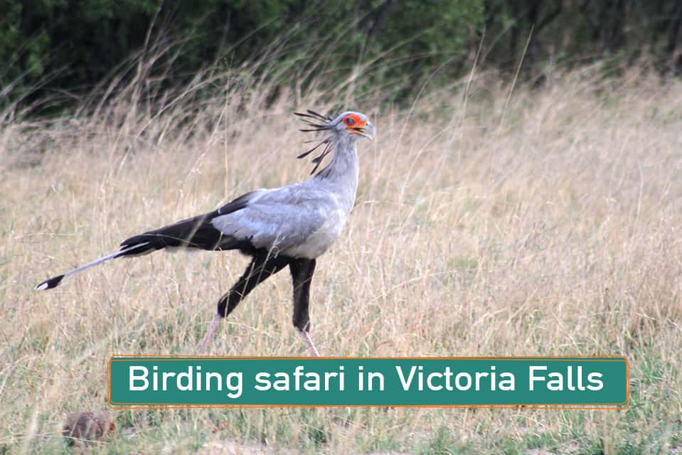Birding Safari in Victoria Falls
