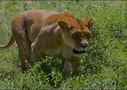 2-Day Tanzania Safari to Tarangire & Ngorongoro Crater