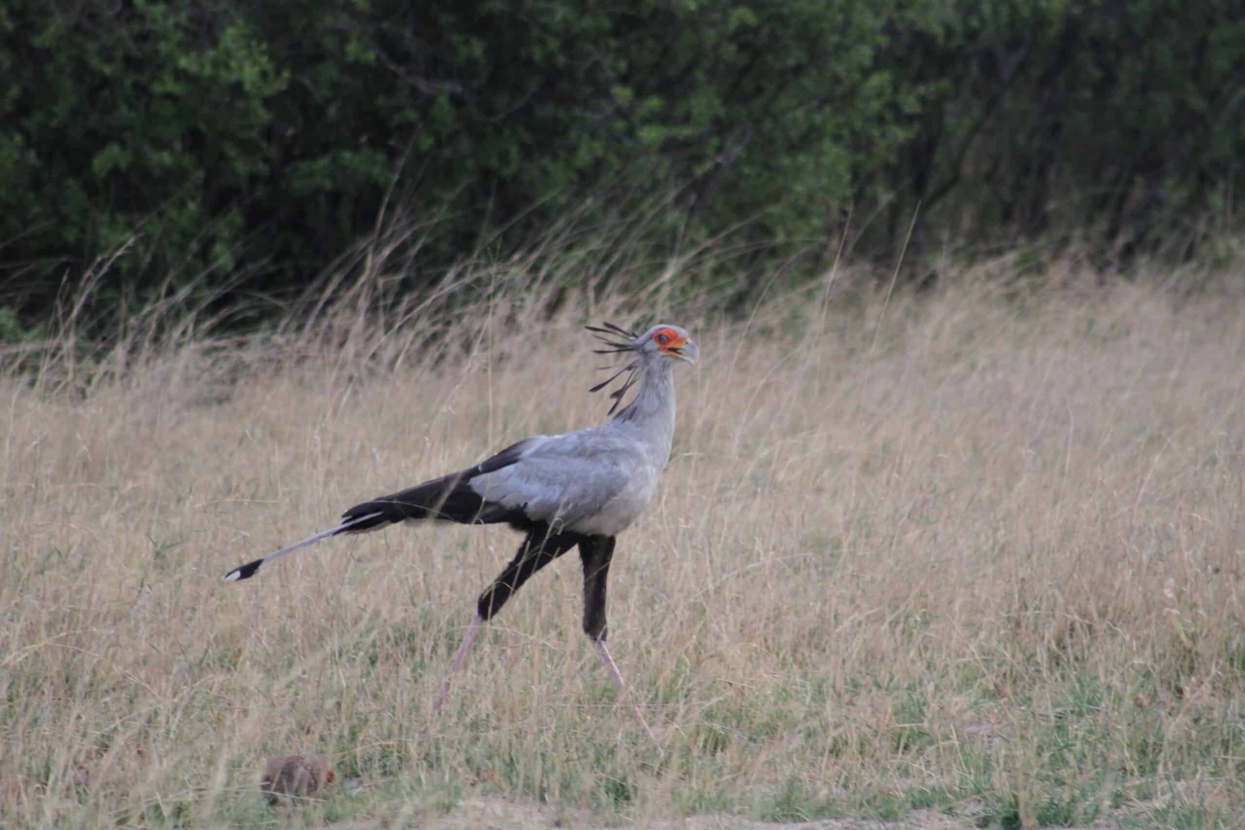 Safarideal Victoria Falls Birding 01