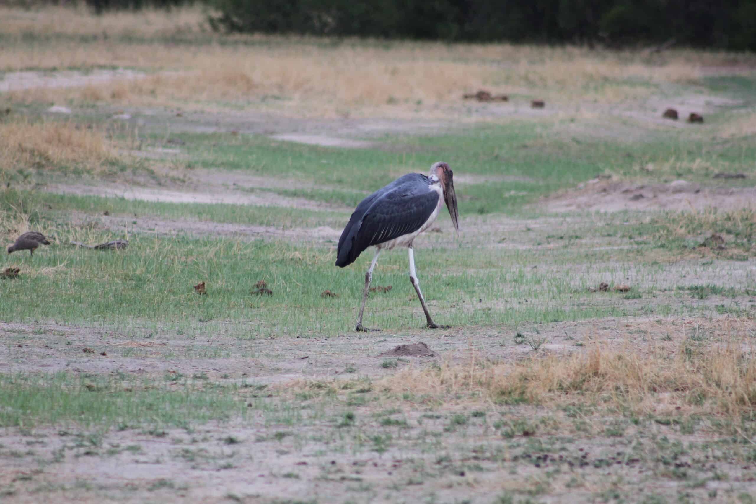 Safarideal Victoria Falls Birding 02