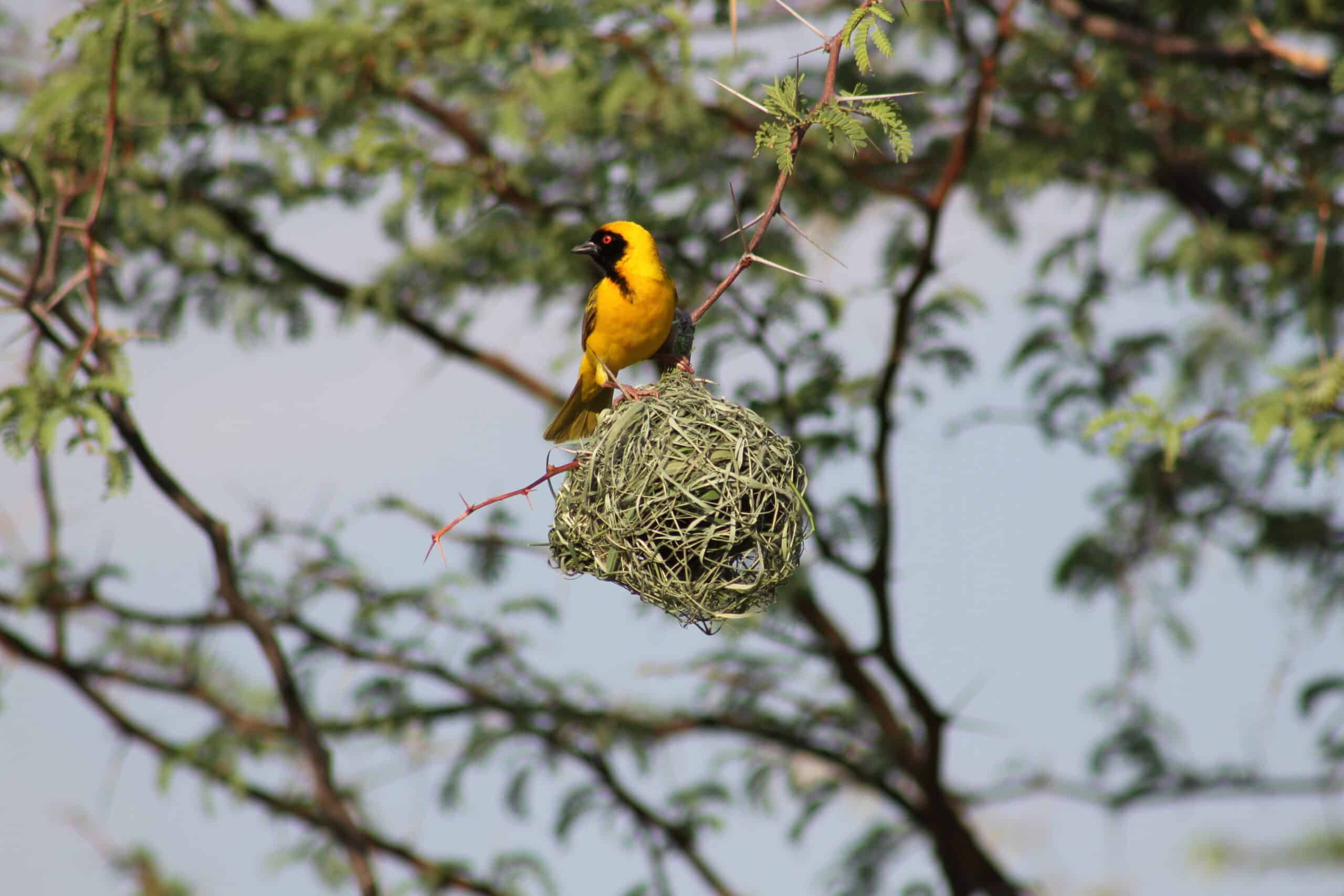 Safarideal Victoria Falls Birding 03