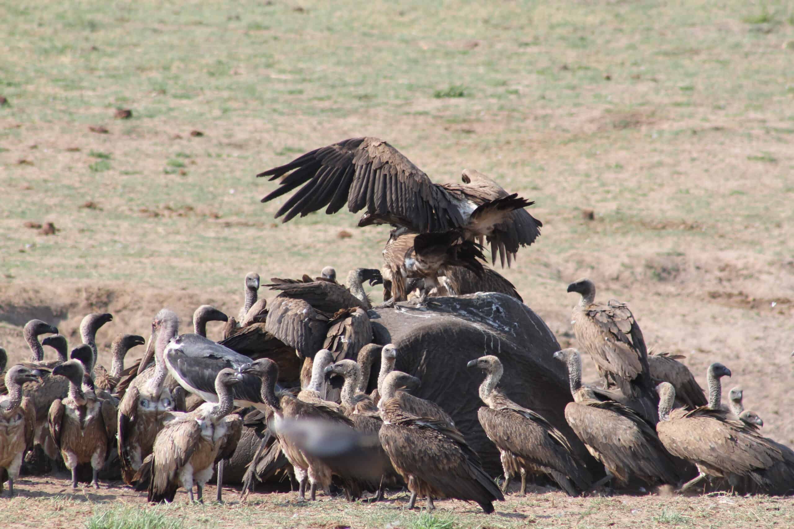 Safarideal Victoria Falls Birding 04