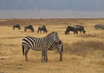 4-Day Best of Tanzania Safari