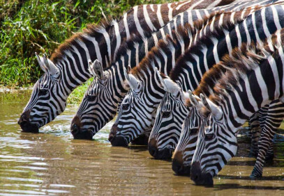 3-Day Tanzania Lodge Safari
