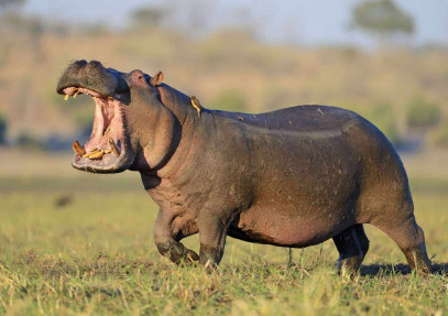 2-Day Tarangire & Ngorongoro Safari