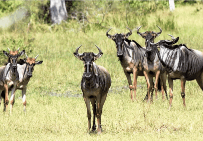 5-Day Tanzania Northern Parks Safari