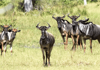 5-Day Tanzania Northern Parks Safari