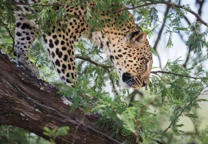 4-Day Midnight Mountain & Masaai Safari