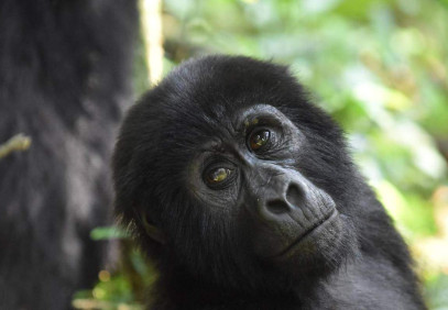 3-Day Ugandan Gorilla Trekking Adventure
