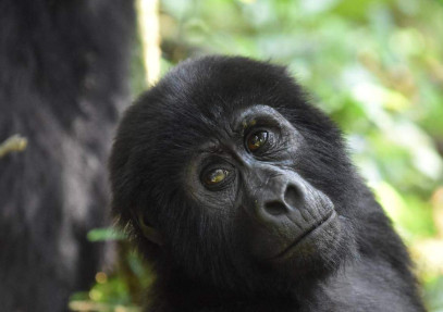 3-Day Ugandan Gorilla Trekking Adventure