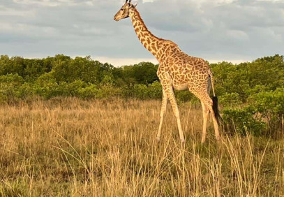 3 Days Maasai Mara Safari