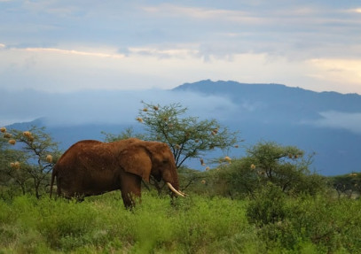 3-Day Amboseli National Park Safari