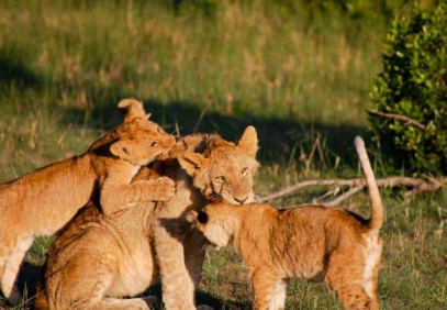 5-Day Kenya Wildlife Adventure