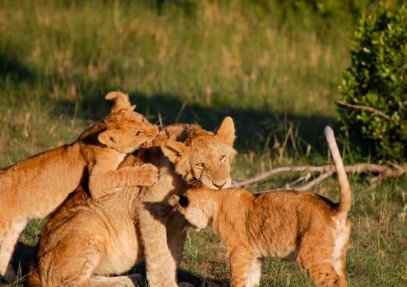 5-Day Kenya Wildlife Adventure