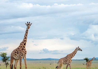 Tarangire National Park Day-Trip