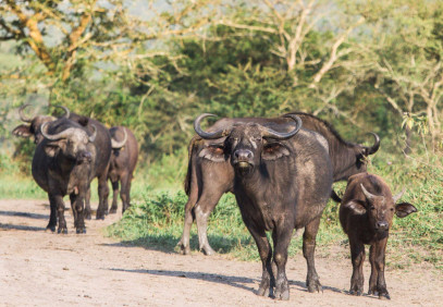 12-Day Uganda Wildlife Safari & Gorilla Trekking