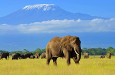 7-Day Kilimanjaro Climbing Machame Route