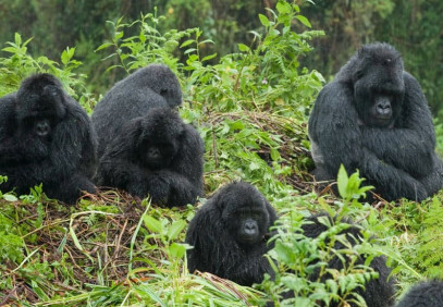 4-Day Bwindi Gorilla Trekking Safari