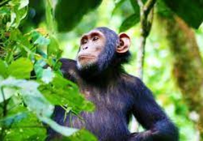 3 Days Chimpanzee Trekking in Uganda Kibale