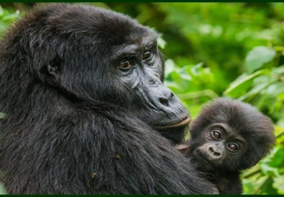 3 Days Uganda Gorilla Safari