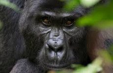 5-Day Uganda Game Viewing & Gorillas
