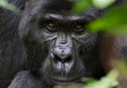5-Day Uganda Game Viewing & Gorillas