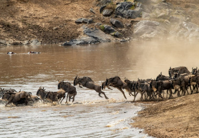 Serengeti Wildebeest Migration Crossing Mara River | 8 Days