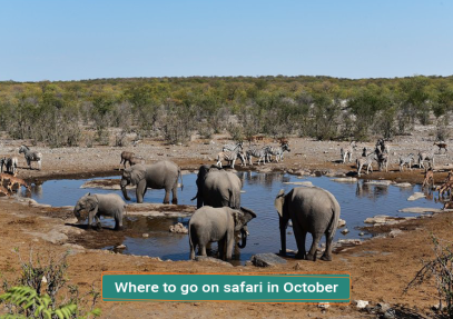Where To Go On Safari In October