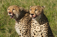 7-Day Uganda Off the Beaten Path Safari