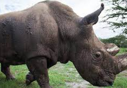 7-Day Samburu, Naivasha, Mara Midrange Tour