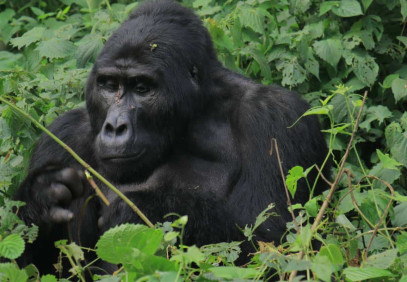 13-Day Journey Through Uganda’s Wildlands