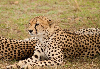 2-Day Private Tanzania Safari