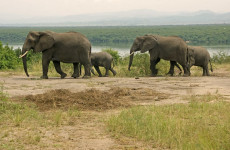 6 Days Uganda Gorilla & Wildlife Safari