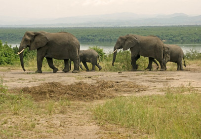 6 Days Uganda Gorilla & Wildlife Safari