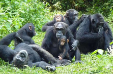 7-Day Wildlife Safari & Gorilla Trekking