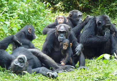 7-Day Wildlife Safari & Gorilla Trekking