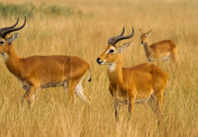 3 Days Queen Elizabeth National Park
