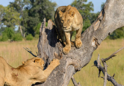 2 Days Tanzania Small Group Budget Safari